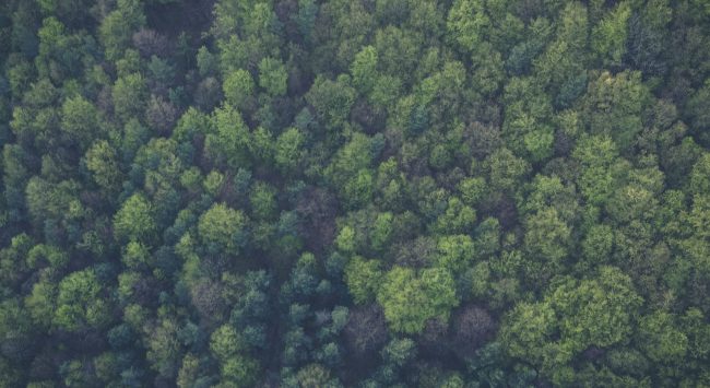wald